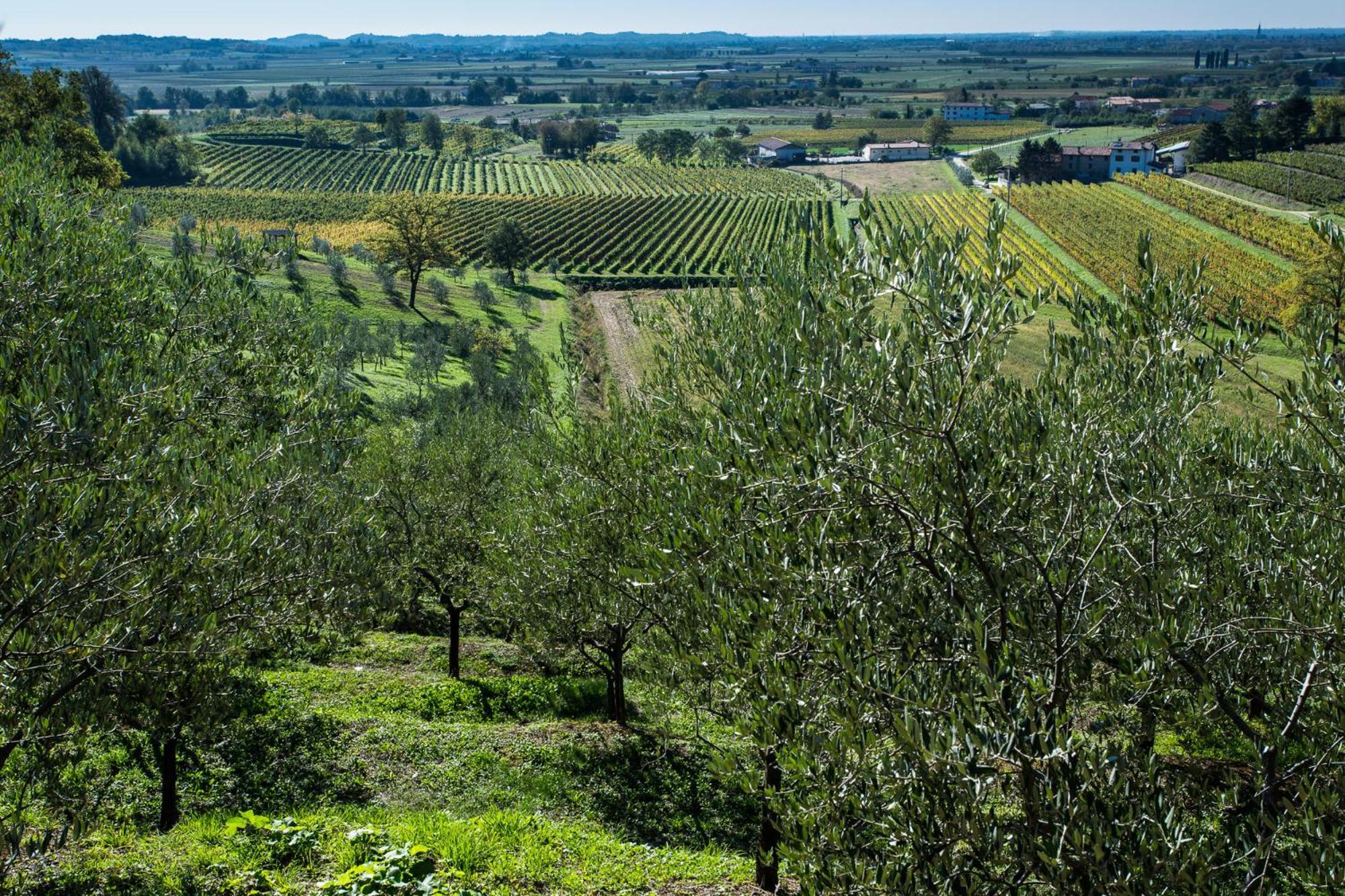 Azienda Agricola Moschioni Cividale del Friuli Exterior foto